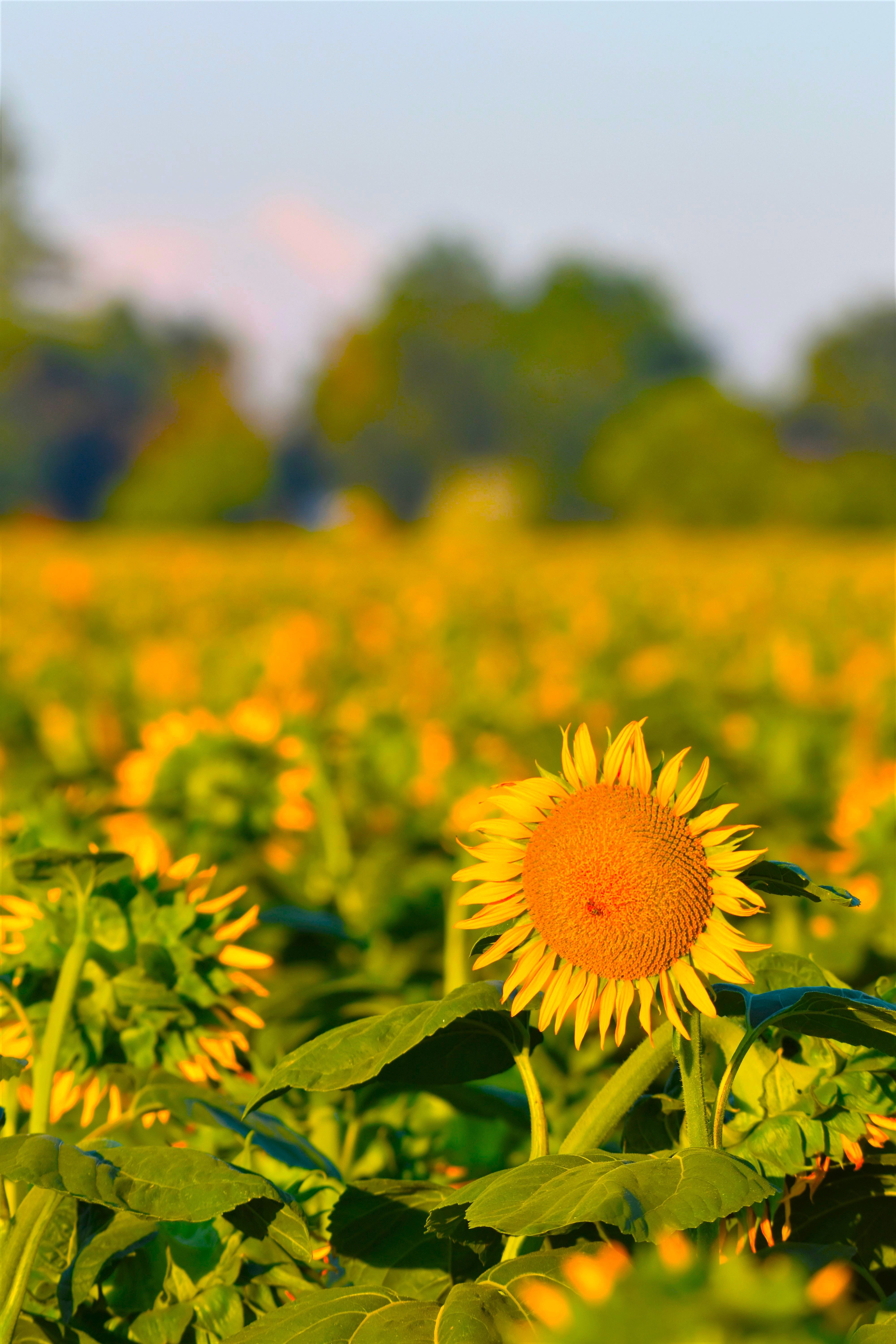 Floral Design Studio captures the essence of nature's beauty, showcasing a vibrant sunflower in a vast field against a backdrop of trees and a clear sky.