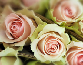 At Floral Design Company in Sacramento, a close-up of pale pink roses with soft green leaves was captured.